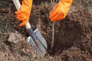 Planting fruit trees and shrubs on the site in spring