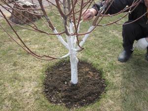 Planting fruit trees and shrubs on the site in spring
