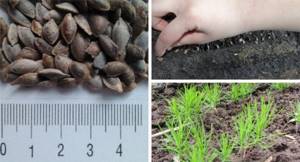 Planting pine seeds in open soil