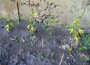 Cuttings planted in the ground