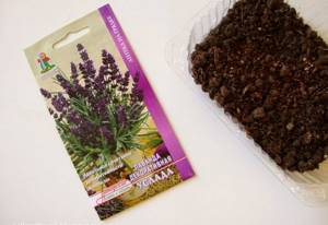 Sowing lavender