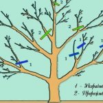 Step-by-step instructions for spring pruning apple trees