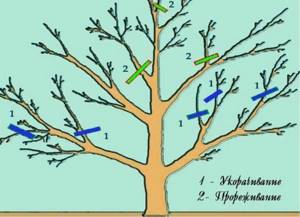 Step-by-step instructions for spring pruning apple trees