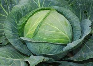 late variety of cabbage Amager 611