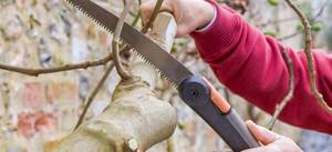 Rules for pruning fruit and berries