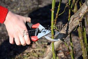 Proper pruning of roses in autumn