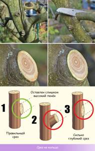 Proper pruning of an apple tree into a ring