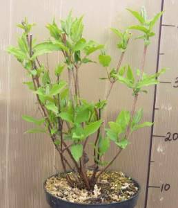 When purchasing container seedlings, it is difficult to assess the condition of the root system