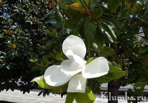 Applications of magnolia