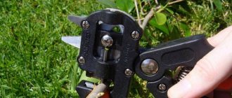 The grafting pruner is optimal for working with most fruit trees