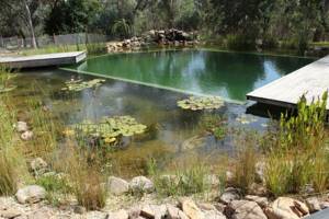 Swimming pond in a suburban area