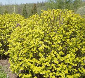 Yellow-leaved bladderwort: photos and descriptions of varieties
