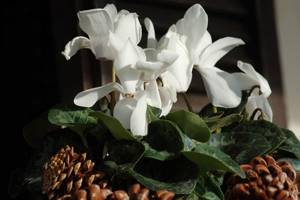 Blooming white cyclamen