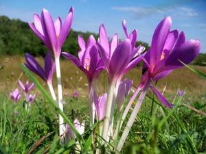 Colchicum plant photo care and cultivation in open ground