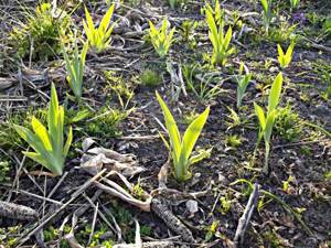 iris plant characteristics