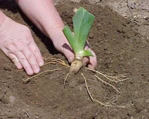 iris plant description