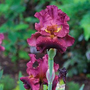 iris plant