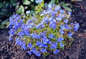 plant in the flowerbed