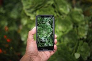 Растения на экране смартфона