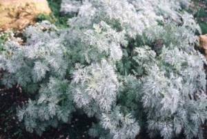 plants with gray leaves, gray flowers, wormwood schmidt photo,