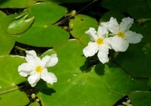 plants in the pond