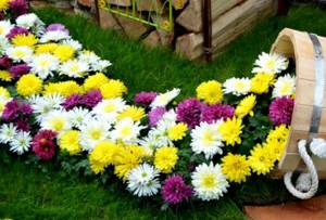 Various varieties of asters in a composition on the site