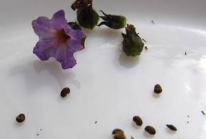 propagation of heliotrope by seeds