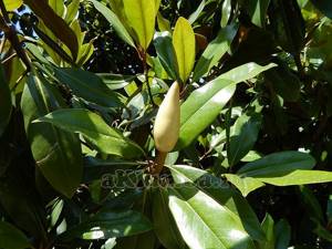 Magnolia propagation