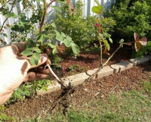 Propagation of park roses by dividing the bush
