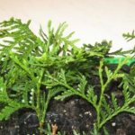 Propagation of thuja by branches at home. Features of propagation of thuja by cuttings 
