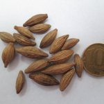 Propagation of jasmine by seeds