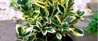 Multi-colored euonymus leaves for the garden