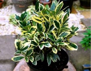 Multi-colored euonymus leaves for the garden