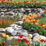 Multi-colored tulips on the shore of an artificial pond