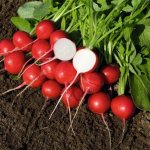 radish cultivation and care