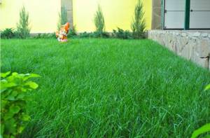 rating of lawn grasses