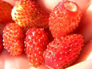 It is recommended to sow seeds of several varieties of strawberries at once.