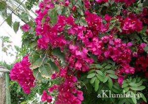 rhododendron - frost-resistant varieties