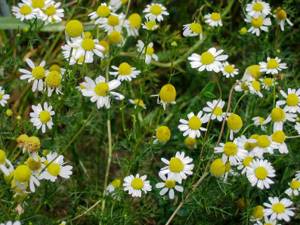 chamomile in the countryside