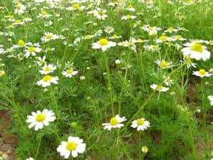 Chamomile: planting on the site