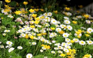 Chamomile: use for decorative purposes