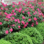 Rose rugose rugosa: description, planting and care