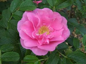 Rose rugosa belongs to the category of crops that are completely undemanding in terms of soil composition and nutritional value.