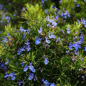 Rosemary: description of the plant with photos, popular types and varieties, cultivation features