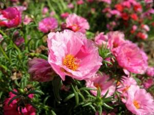 Розовые цветки портулака крупноцветкового