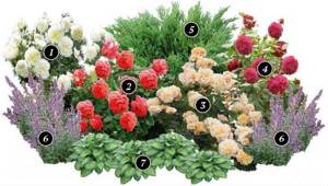 Roses and thujas - how to beat the combination of roses and conifers