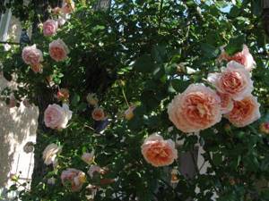 розы шрабы описание сорта