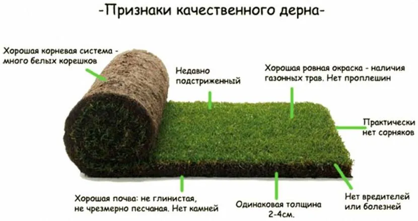 Rolled grass for lawn