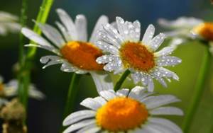 Garden chamomile is a fairly large plant that loves moisture, so watering should be regular and plentiful.