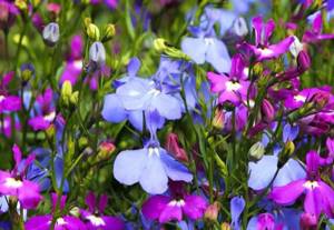 garden flowers